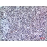 Immunohistochemistry - Anti-LILRA2 Antibody (C30393) - Antibodies.com