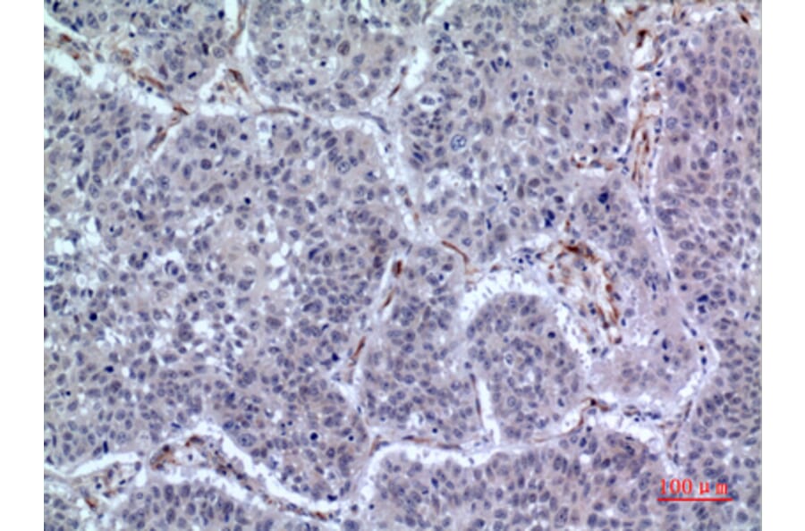 Immunohistochemistry - Anti-LILRA2 Antibody (C30393) - Antibodies.com