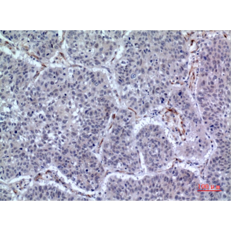 Immunohistochemistry - Anti-LILRA2 Antibody (C30393) - Antibodies.com