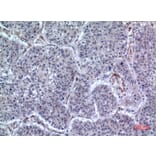 Immunohistochemistry - Anti-LILRA2 Antibody (C30393) - Antibodies.com