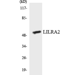 Western Blot - Anti-LILRA2 Antibody (R12-2967) - Antibodies.com