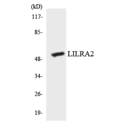 Western Blot - Anti-LILRA2 Antibody (R12-2967) - Antibodies.com