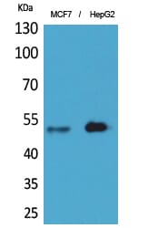 Western blot analysis of extracts from MCF7, HepG2 cells using Anti-LILRA1 Antibody.