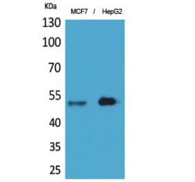 Western Blot - Anti-LILRA1 Antibody (C30394) - Antibodies.com