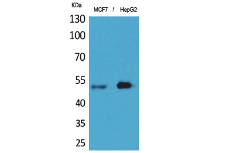 Western Blot - Anti-LILRA1 Antibody (C30394) - Antibodies.com