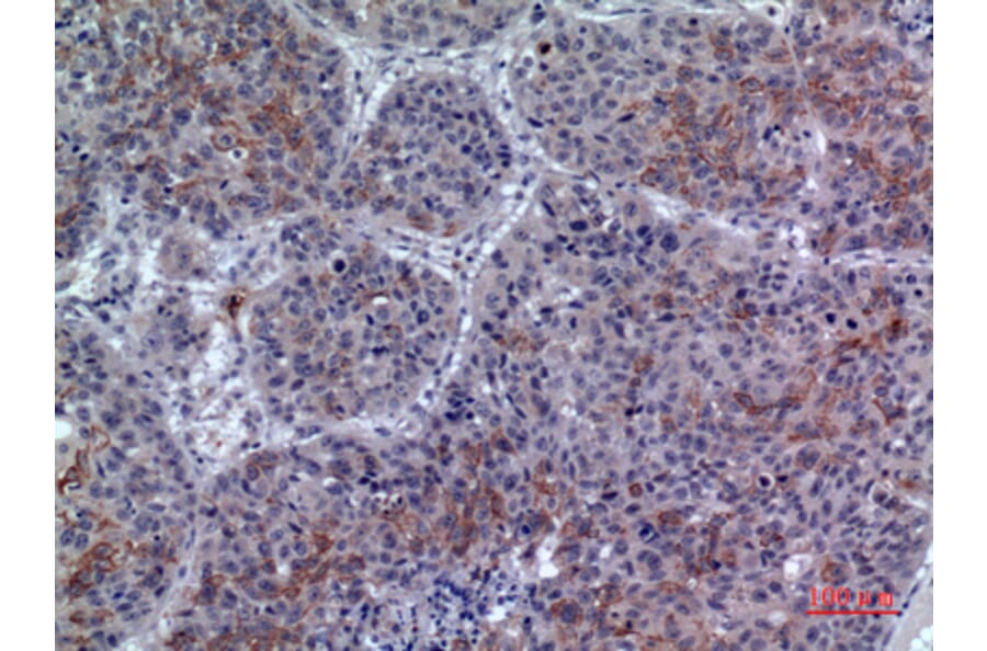 Immunohistochemistry - Anti-LILRA1 Antibody (C30394) - Antibodies.com