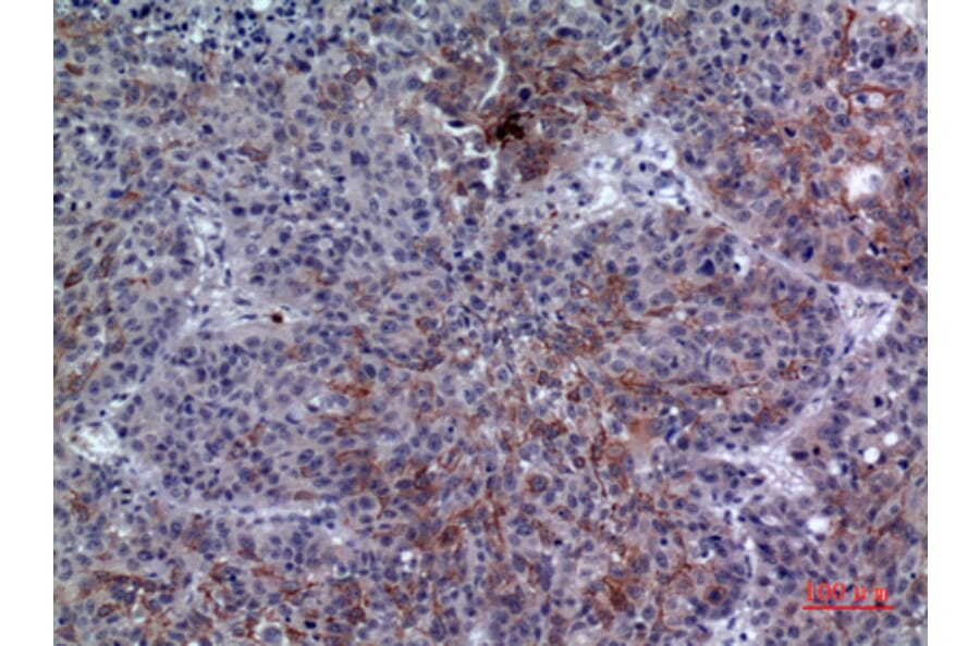 Immunohistochemistry - Anti-LILRA1 Antibody (C30394) - Antibodies.com