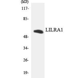 Western Blot - Anti-LILRA1 Antibody (R12-2966) - Antibodies.com