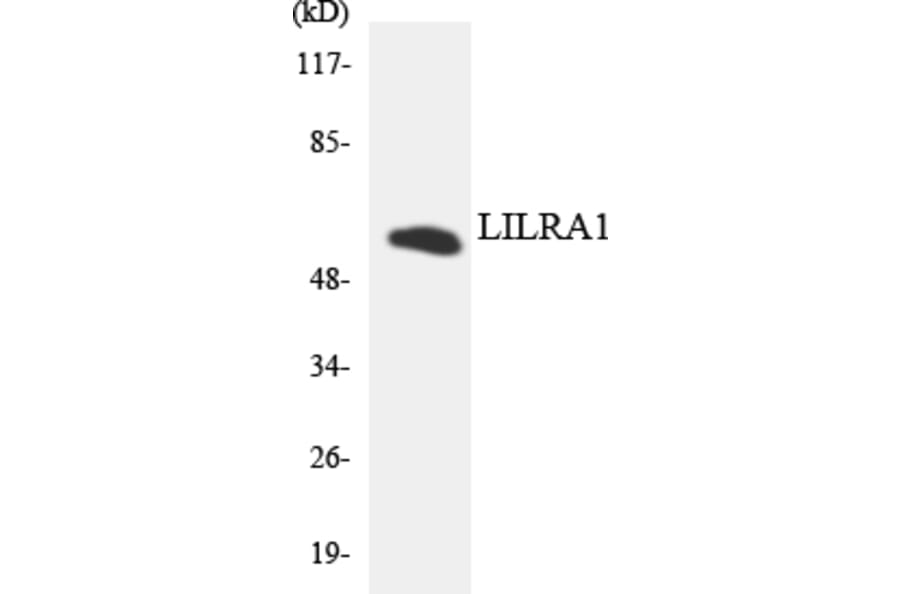 Western Blot - Anti-LILRA1 Antibody (R12-2966) - Antibodies.com