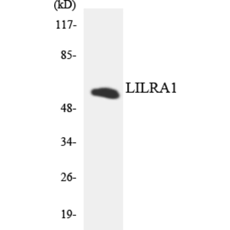 Western Blot - Anti-LILRA1 Antibody (R12-2966) - Antibodies.com