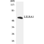Western Blot - Anti-LILRA1 Antibody (R12-2966) - Antibodies.com