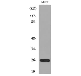 Western Blot - Anti-LGALS3 Antibody (C30072) - Antibodies.com