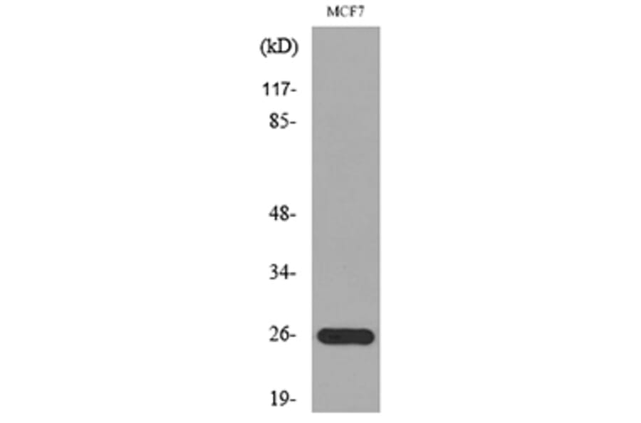 Western Blot - Anti-LGALS3 Antibody (C30072) - Antibodies.com