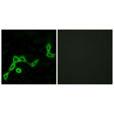 Immunofluorescence - Anti-KISS1R Antibody (G373) - Antibodies.com