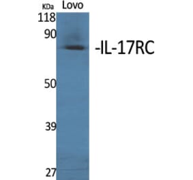 Western Blot - Anti-IL17RC Antibody (C20800) - Antibodies.com