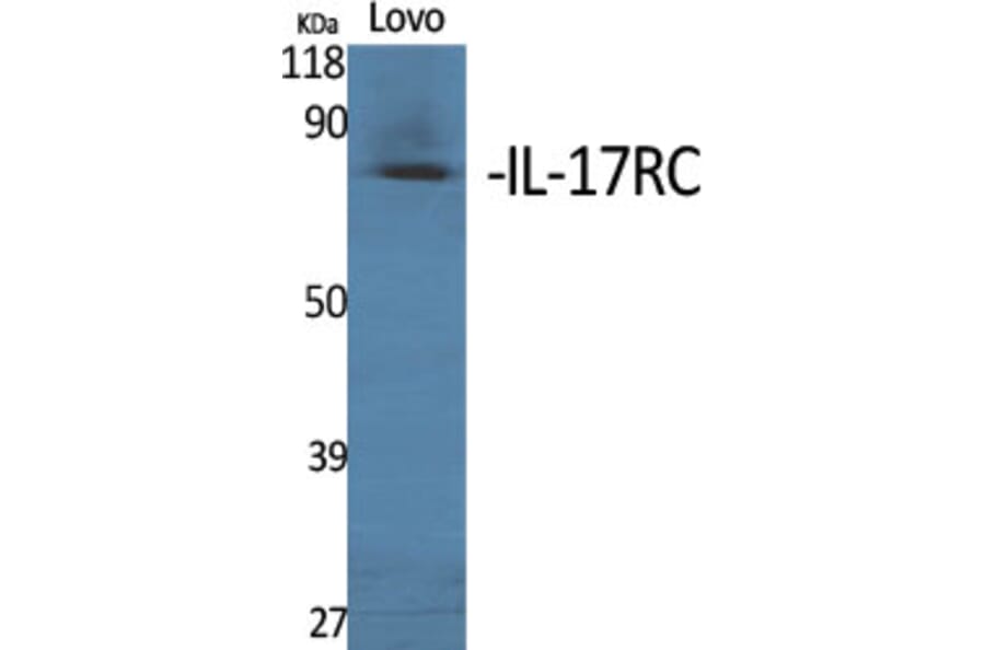 Western Blot - Anti-IL17RC Antibody (C20800) - Antibodies.com