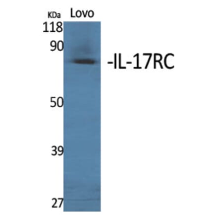 Western Blot - Anti-IL17RC Antibody (C20800) - Antibodies.com