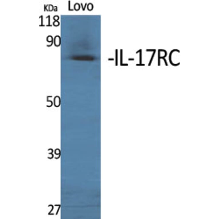 Western Blot - Anti-IL17RC Antibody (C20800) - Antibodies.com