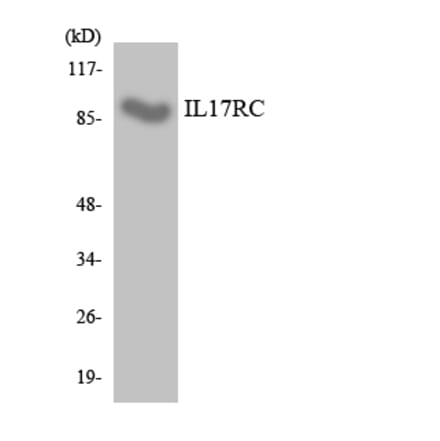 Western Blot - Anti-IL17RC Antibody (R12-2920) - Antibodies.com