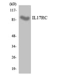 Western Blot - Anti-IL17RC Antibody (R12-2920) - Antibodies.com