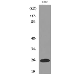 Western Blot - Anti-IGFBP6 Antibody (C30055) - Antibodies.com
