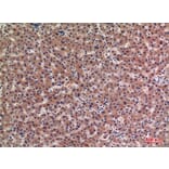 Immunohistochemistry - Anti-IGFBP1 Antibody (C30203) - Antibodies.com