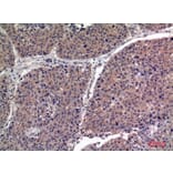 Immunohistochemistry - Anti-IGFBP1 Antibody (C30203) - Antibodies.com