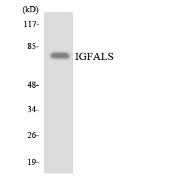 Western Blot - Anti-IGFALS Antibody (R12-2913) - Antibodies.com