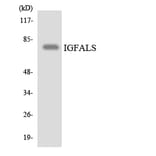 Western Blot - Anti-IGFALS Antibody (R12-2913) - Antibodies.com