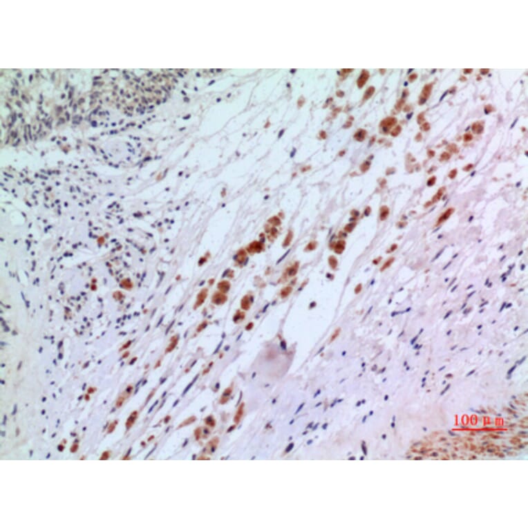 Immunohistochemistry - Anti-IFNAR2 Antibody (C30094) - Antibodies.com