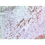 Immunohistochemistry - Anti-IFNAR2 Antibody (C30094) - Antibodies.com