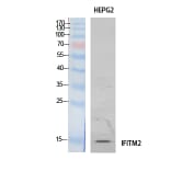 Western Blot - Anti-IFITM2 Antibody (C30976) - Antibodies.com