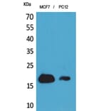 Western Blot - Anti-IFITM1 Antibody (C30521) - Antibodies.com