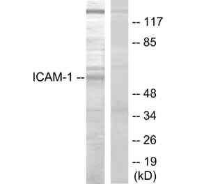 Western Blot - Anti-ICAM-1 Antibody (B7113) - Antibodies.com