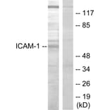 Western Blot - Anti-ICAM-1 Antibody (B7113) - Antibodies.com
