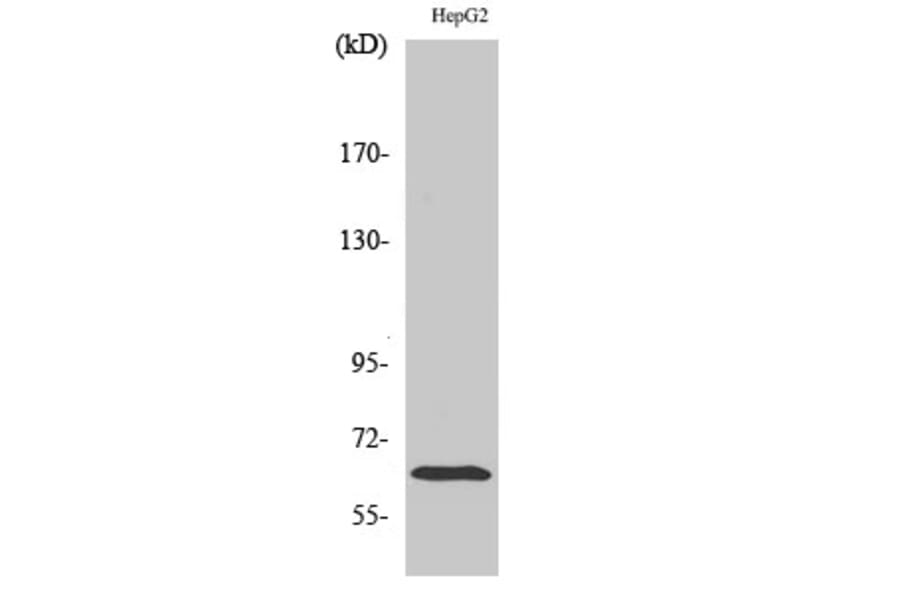 Western Blot - Anti-ICAM-1 Antibody (B7113) - Antibodies.com