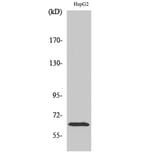 Western Blot - Anti-ICAM-1 Antibody (B7113) - Antibodies.com
