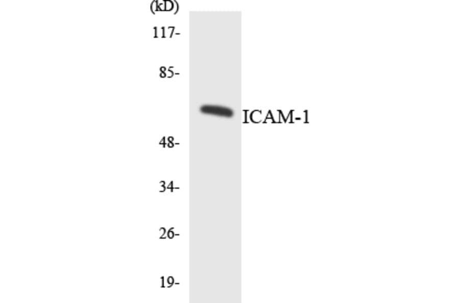 Western Blot - Anti-ICAM-1 Antibody (R12-2907) - Antibodies.com