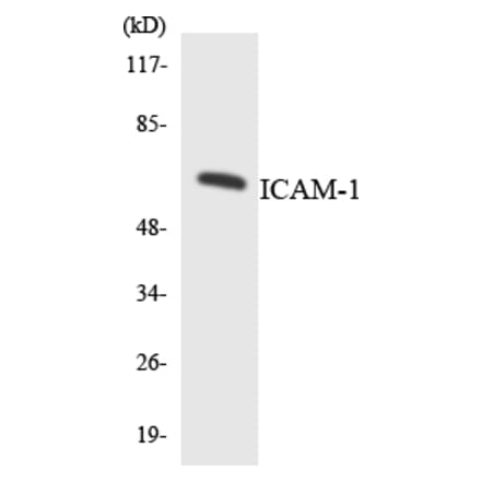Western Blot - Anti-ICAM-1 Antibody (R12-2907) - Antibodies.com