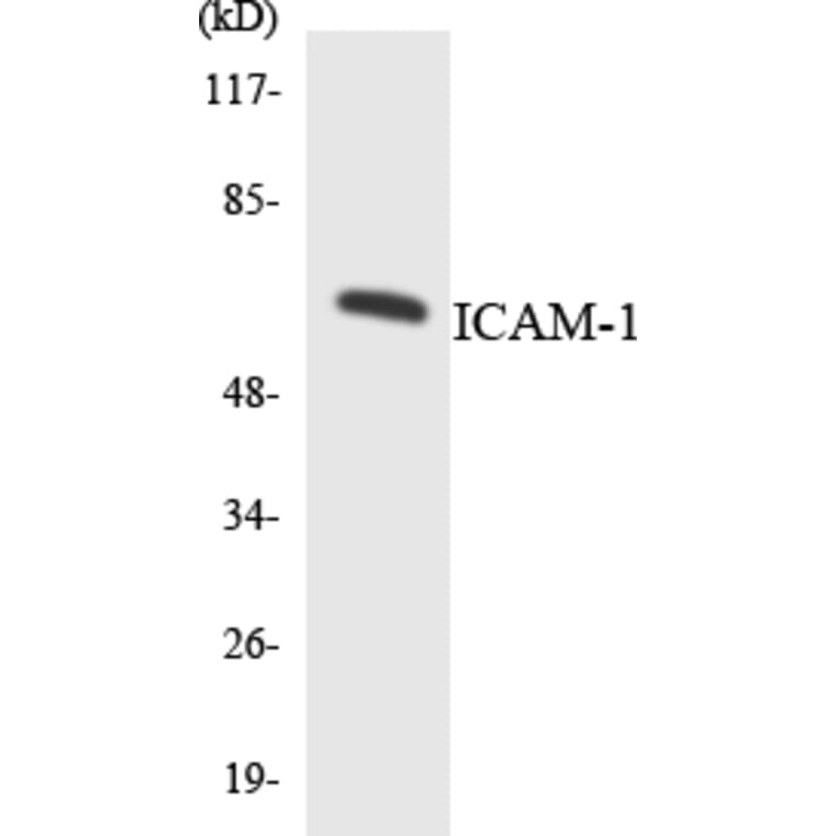 Western Blot - Anti-ICAM-1 Antibody (R12-2907) - Antibodies.com