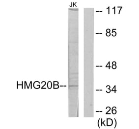 Western Blot - Anti-HMG20B Antibody (C11798) - Antibodies.com