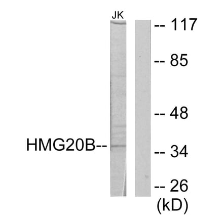 Western Blot - Anti-HMG20B Antibody (C11798) - Antibodies.com