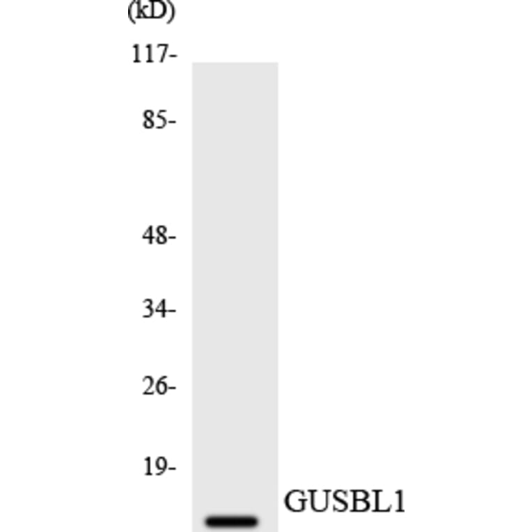 Western Blot - Anti-GUSBL1 Antibody (R12-2864) - Antibodies.com