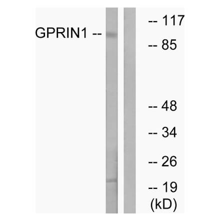 Western Blot - Anti-GPRIN1 Antibody (C15835) - Antibodies.com