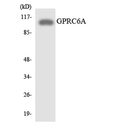Western Blot - Anti-GPRC6A Antibody (R12-2851) - Antibodies.com