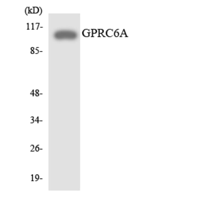 Western Blot - Anti-GPRC6A Antibody (R12-2851) - Antibodies.com