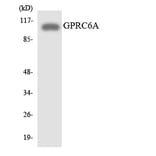 Western Blot - Anti-GPRC6A Antibody (R12-2851) - Antibodies.com