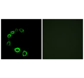 Immunofluorescence - Anti-GPR175 Antibody (G313) - Antibodies.com