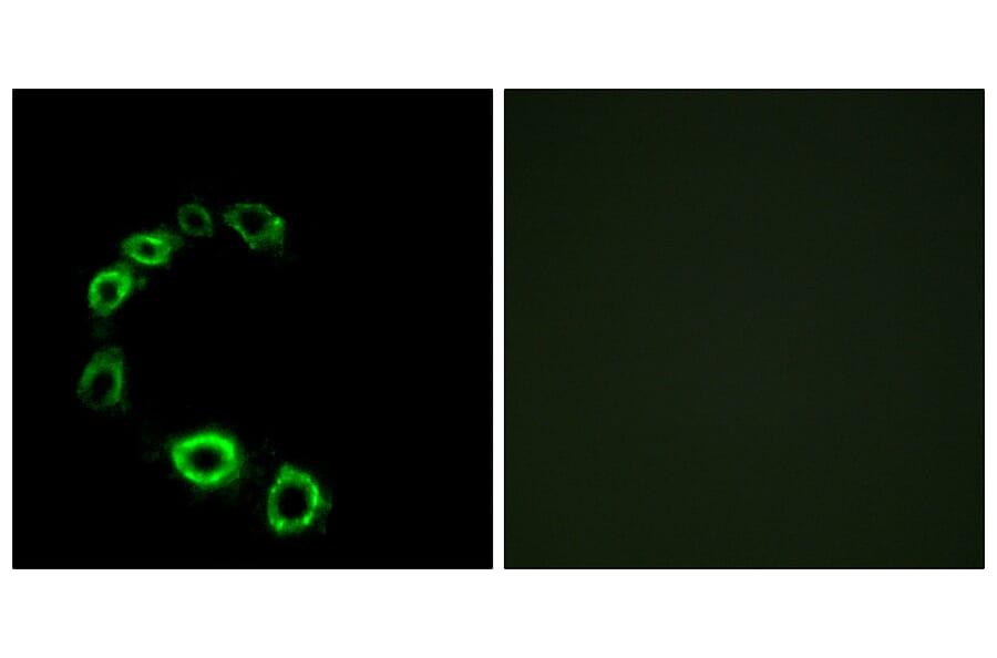 Immunofluorescence - Anti-GPR175 Antibody (G313) - Antibodies.com