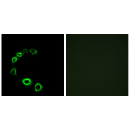 Immunofluorescence - Anti-GPR175 Antibody (G313) - Antibodies.com